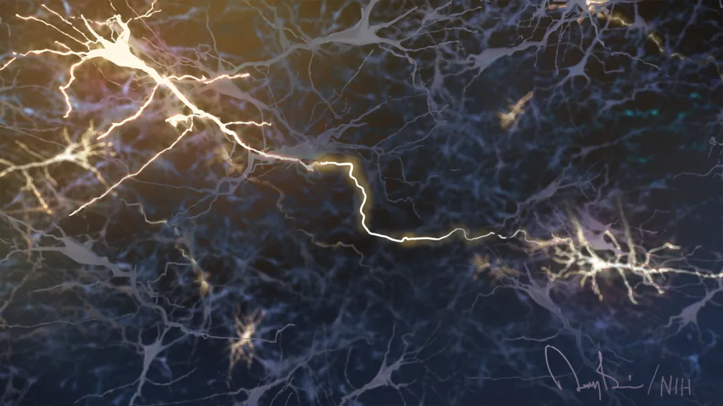 Understanding the basics of neural circuits